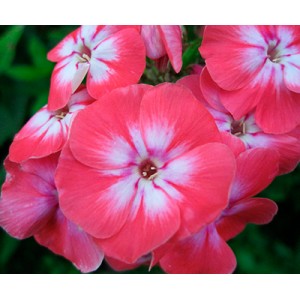 Флокс Phlox Sweet Summer Candy